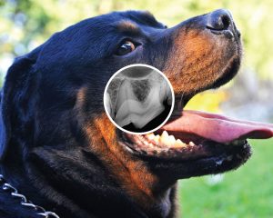 Dog Dental X ray