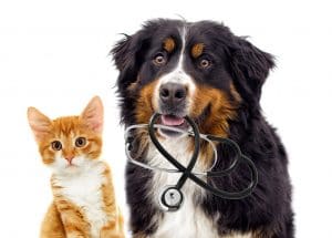 A cat and dog holding a stethoscope