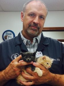 veterinary doctor holding kittens