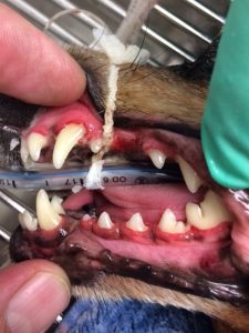 Dog Dental Examination