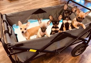 puppies inside the pocket trolley cart
